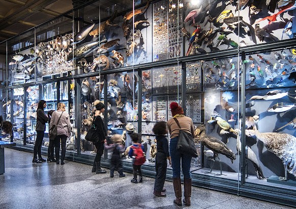 ulusal doğa tarihi müzesi